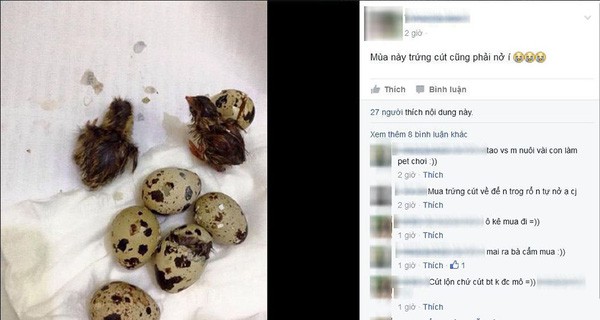 Mua trứng vịt lộn về ăn trong ngày nóng khủng khiếp, cô gái bất đắc dĩ trở thành vịt mẹ