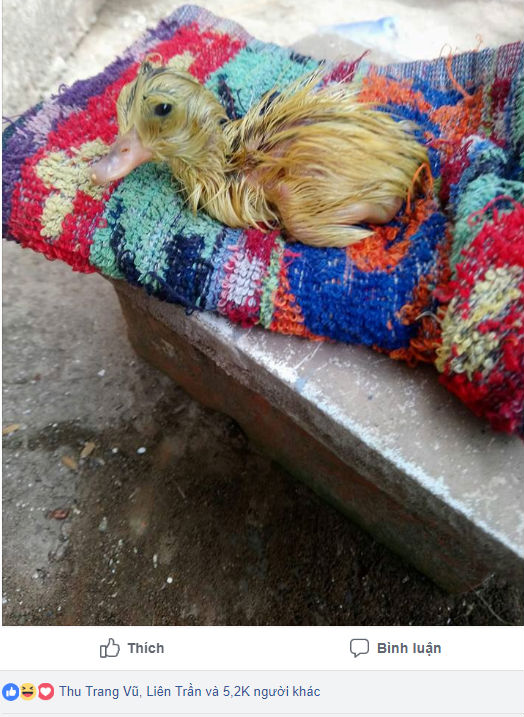 Mua trứng vịt lộn về ăn trong ngày nóng khủng khiếp, cô gái bất đắc dĩ trở thành vịt mẹ