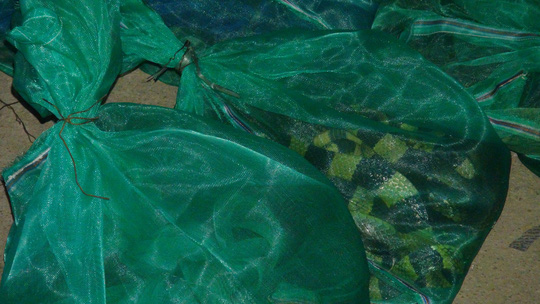 Bắt người phụ nữ buôn rắn hổ chúa