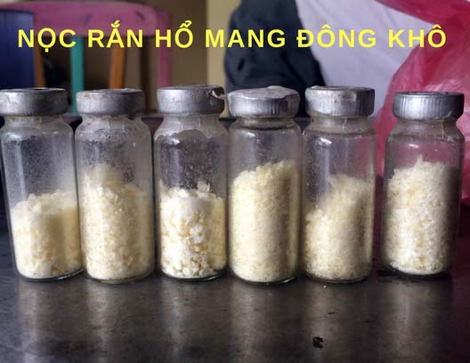 Người đàn ông đầu tiên bắt rắn độc nhả ra... vàng 9999 ở Việt Nam Người đàn ông đầu tiên bắt rắn độc nhả ra... vàng 9999 ở Việt Nam