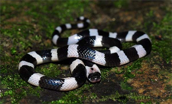 Người đàn ông đầu tiên bắt rắn độc nhả ra... vàng 9999 ở Việt Nam