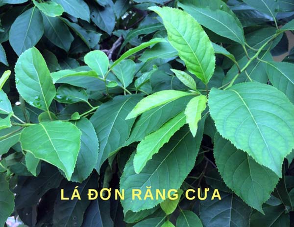 Người đàn ông đầu tiên bắt rắn độc nhả ra... vàng 9999 ở Việt Nam