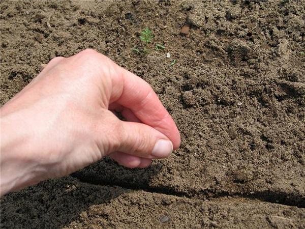 Mách chị em cách trồng rau muống trong thùng xốp đơn giản, sau 1 tháng rau lên phủ kín vườn