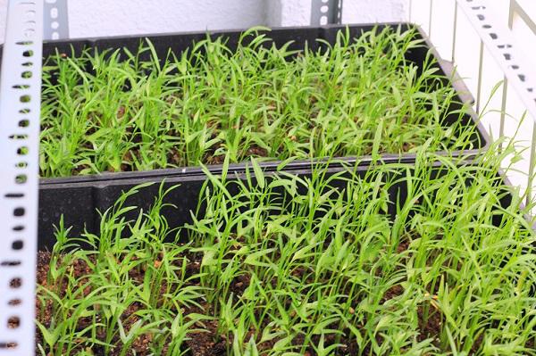 Mách chị em cách trồng rau muống trong thùng xốp đơn giản, sau 1 tháng rau lên phủ kín vườn