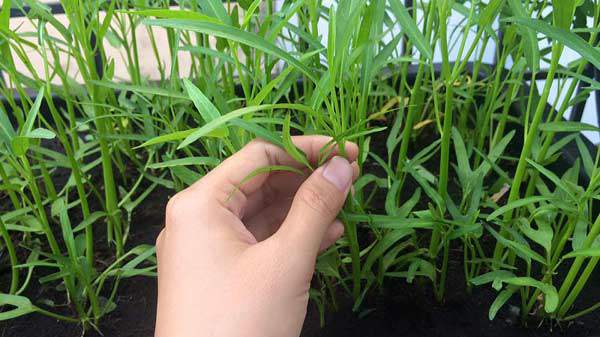 Mách chị em cách trồng rau muống trong thùng xốp đơn giản, sau 1 tháng rau lên phủ kín vườn