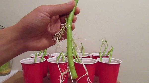 Mách chị em cách trồng rau muống trong thùng xốp đơn giản, sau 1 tháng rau lên phủ kín vườn