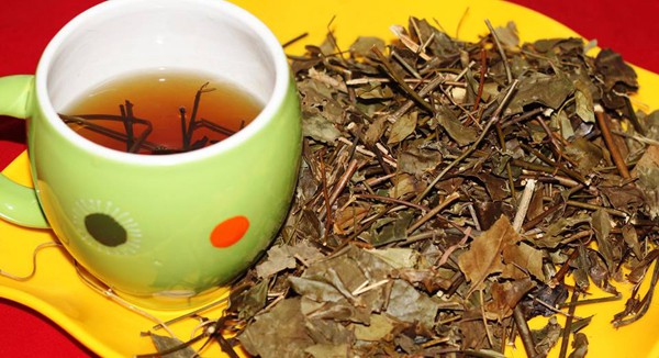 Uống nước vối vào mùa hè chữa được vô khối bệnh nhưng cần hết sức lưu ý những điều này