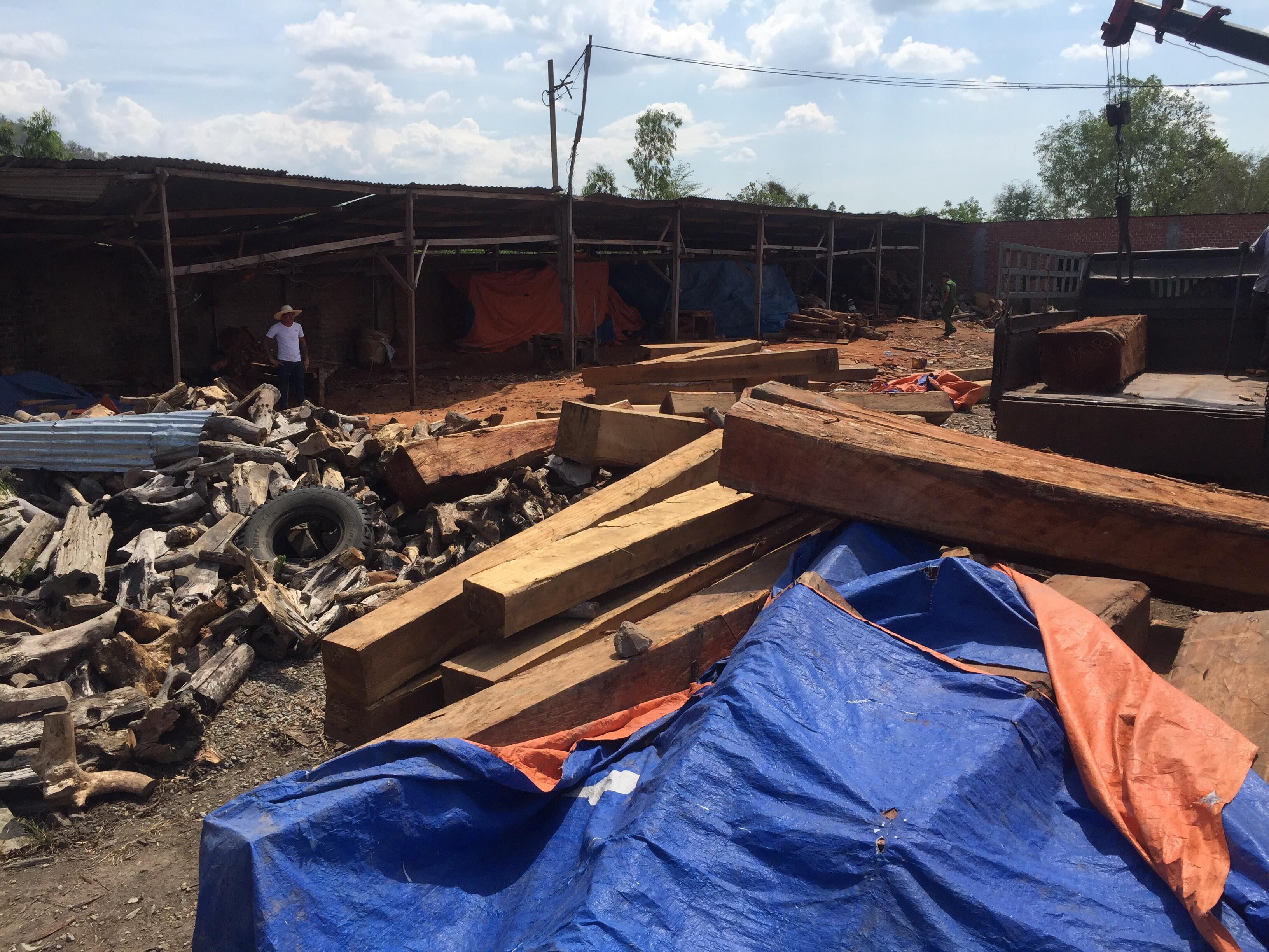 Bắt khẩn cấp giám đốc doanh nghiệp, tạm giữ hơn 60m3 gỗ