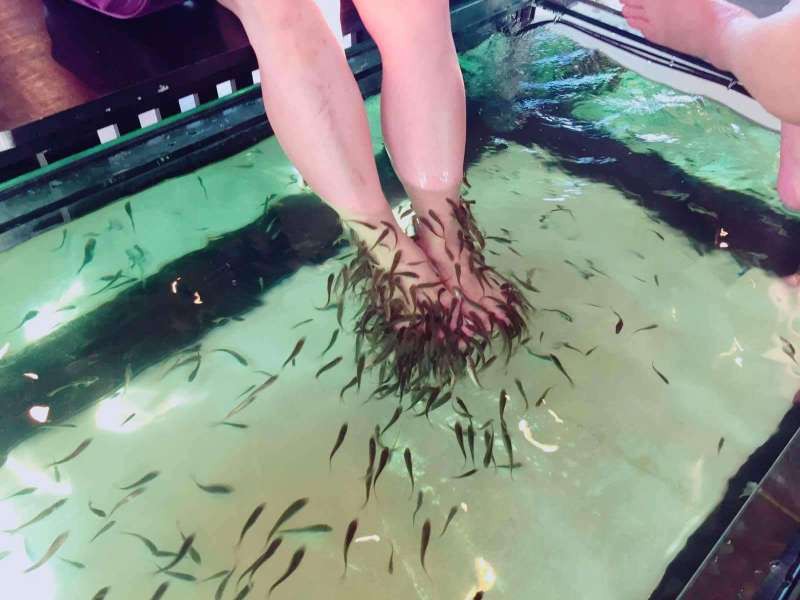 Chuyện thật như đùa: Thanh niên đi massage bằng cá, 5 phút sau cả đàn cá lăn ra chết mà không rõ nguyên nhân