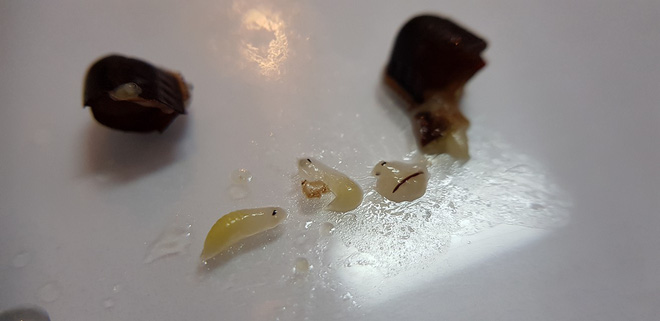 Một nhóm khách quay clip lấy dị vật nghi trứng gián trong ly trà đào: Nhiều người hoài nghi, công ty trà sữa nổi tiếng đang xác thực thông tin