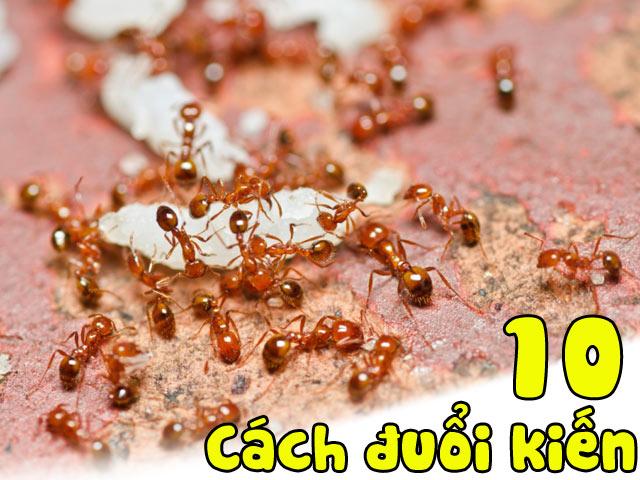 Chẳng cần xịt thuốc, vẫn có 10 cách đuổi kiến sạch bách khỏi nhà vừa nhanh vừa dễ