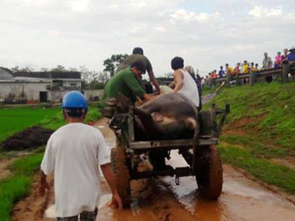 2 thanh niên bị sét đánh chết thảm trên đường chở bò về nhà