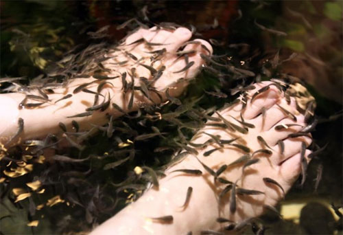 Khách Trung Quốc bị tố tiểu tiện làm hàng nghìn cá chết