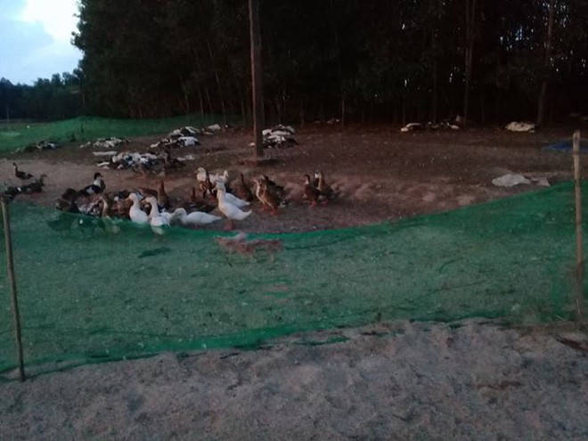 Đàn vịt hơn 1.500 con chết hàng loạt nghi bị kẻ xấu đầu độc