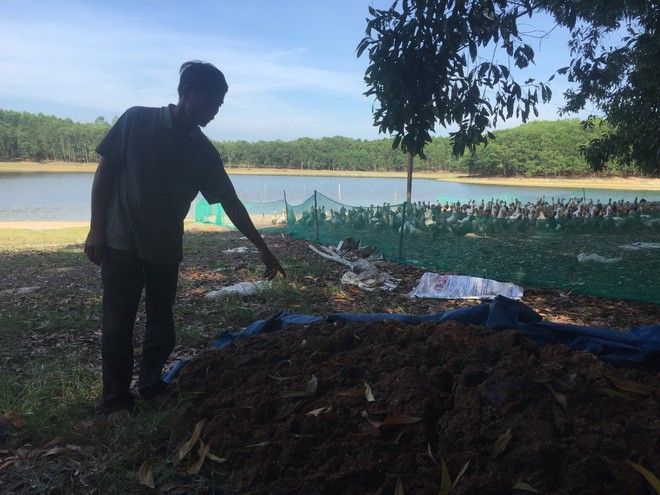 Đàn vịt hơn 1.500 con chết hàng loạt nghi bị kẻ xấu đầu độc