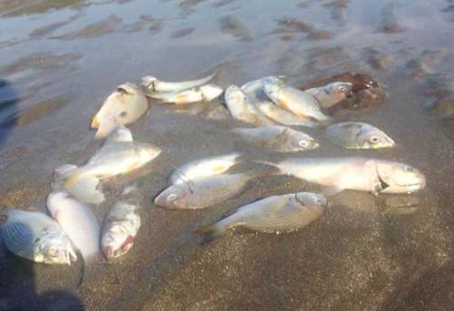 Nghệ An điều tra nguyên nhân cá chết trải dài 4 km