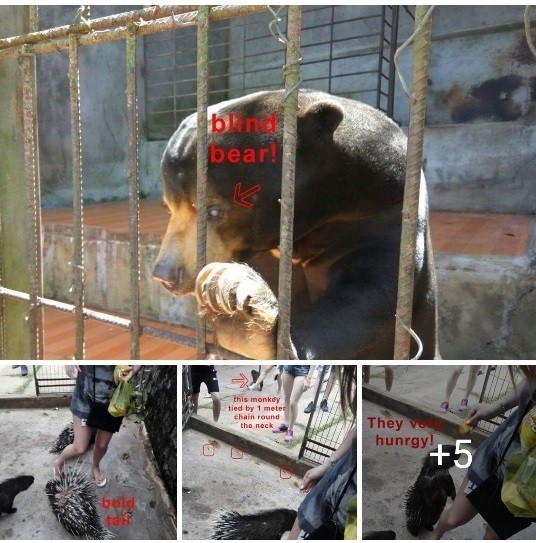 Khu du lịch tại Đà Lạt bị tố cáo ngược đãi động vật