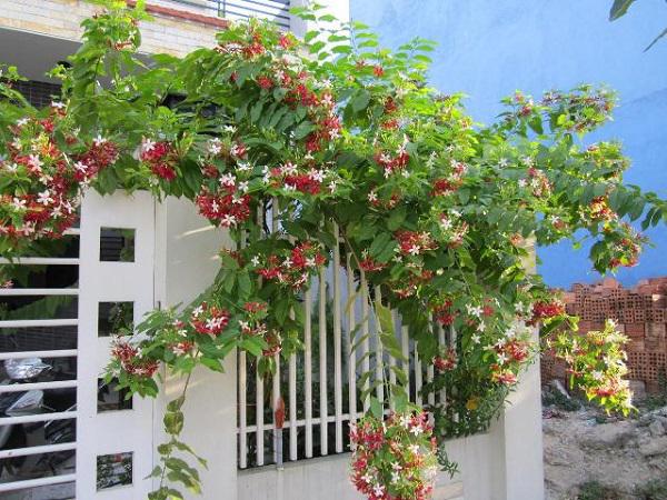 Trồng hoa sử quân tử dây leo tô điểm cho tường nhà thêm rực rỡ