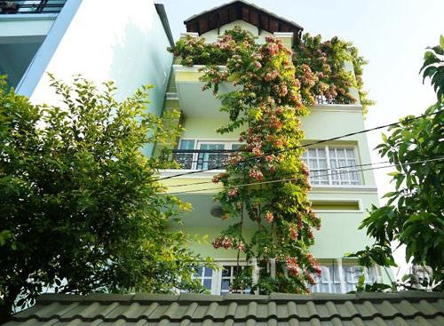 Trồng hoa sử quân tử dây leo tô điểm cho tường nhà thêm rực rỡ