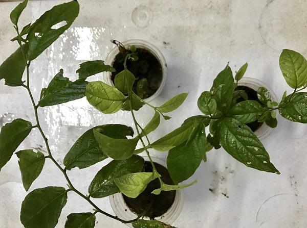 Trồng hoa sử quân tử dây leo tô điểm cho tường nhà thêm rực rỡ