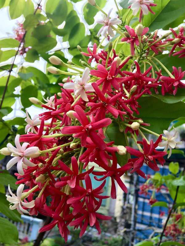 Trồng hoa sử quân tử dây leo tô điểm cho tường nhà thêm rực rỡ