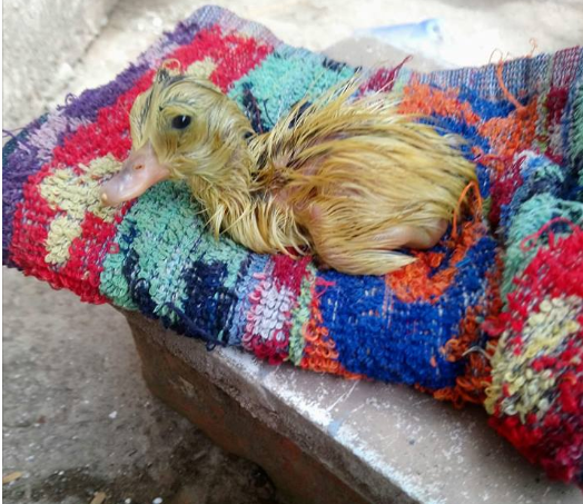 Mua trứng vịt lộn về chưa kịp ăn đã nở thành con, khách mắng vốn ông chủ hàng nhưng dân mạng đã phát hiện điều bất ngờ