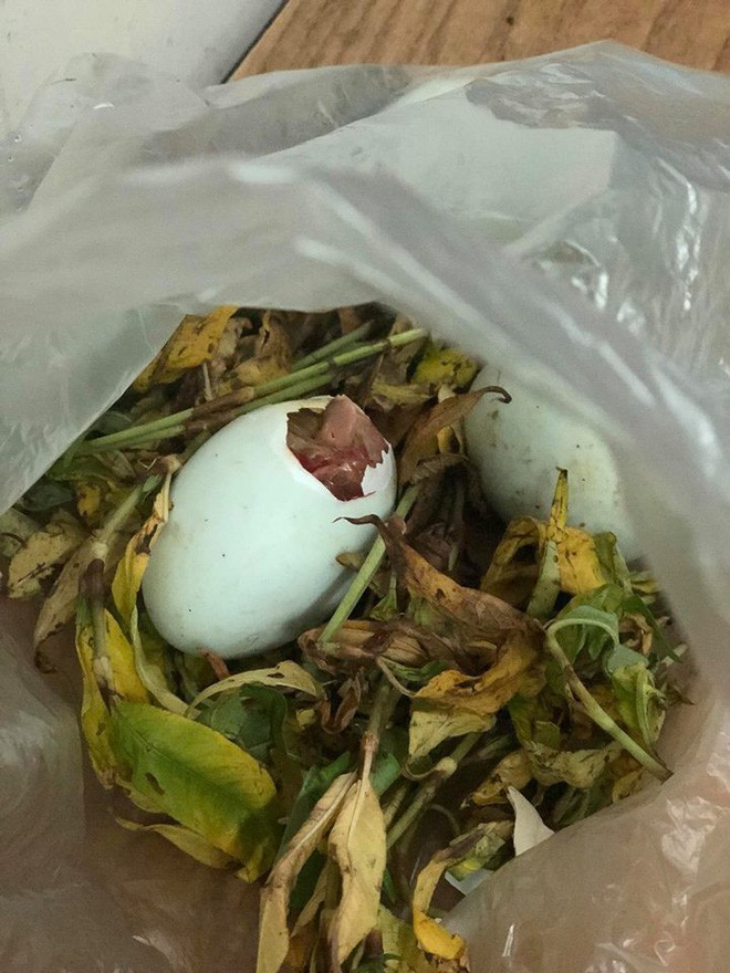 Mua trứng vịt lộn về chưa kịp ăn đã nở thành con, khách mắng vốn ông chủ hàng nhưng dân mạng đã phát hiện điều bất ngờ