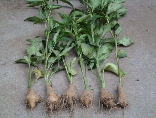 8 lợi ích tuyệt vời của lọ giấm nơi góc bếp: Đừng bỏ lỡ cơ hội sử dụng đơn giản, hiệu quả 8 lợi ích tuyệt vời của lọ giấm nơi góc bếp: Đừng bỏ lỡ cơ hội sử dụng đơn giản, hiệu quả