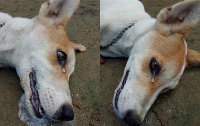 Chuyện cảm động về khoảnh khắc chú chó hy sinh cứu hàng chục người và đàn con nhỏ