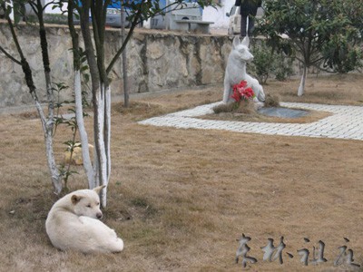 Chuyện cảm động về khoảnh khắc chú chó hy sinh cứu hàng chục người và đàn con nhỏ