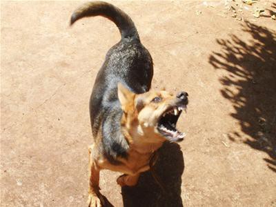 Chuyện cảm động về khoảnh khắc chú chó hy sinh cứu hàng chục người và đàn con nhỏ