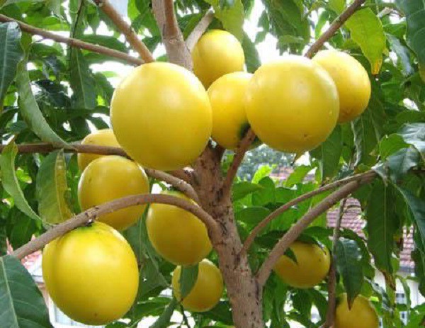 Lạ lùng vú sữa vỏ vàng đắt gấp 10 lần vú sữa Việt gây sốt thị trường