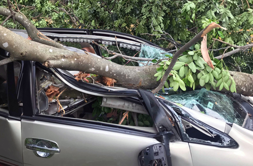 Cây đè bẹp dúm ôtô tại TP HCM, tài xế mắc kẹt