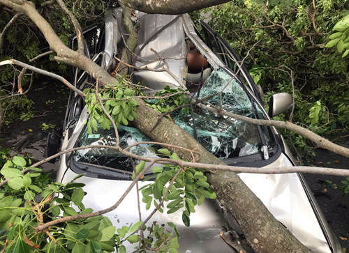 Cây đè bẹp dúm ôtô tại TP HCM, tài xế mắc kẹt