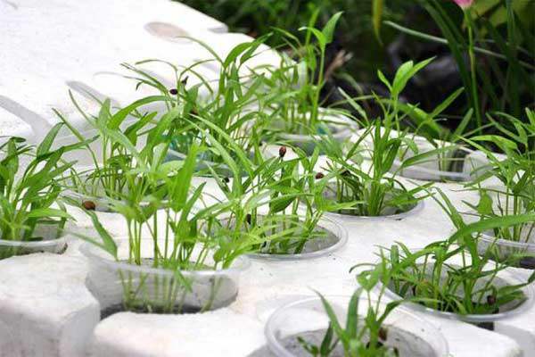 Nhà chật mà vẫn muốn ăn rau sạch, học ngay cách trồng rau thủy canh vừa sạch vừa nhàn