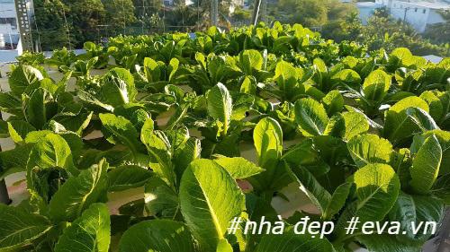 Nhà chật mà vẫn muốn ăn rau sạch, học ngay cách trồng rau thủy canh vừa sạch vừa nhàn