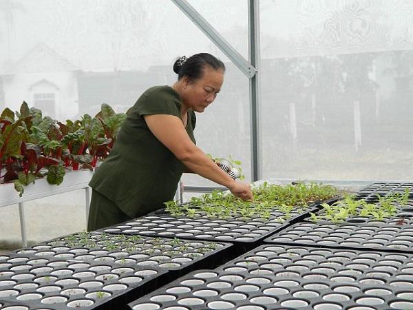 Nhà chật mà vẫn muốn ăn rau sạch, học ngay cách trồng rau thủy canh vừa sạch vừa nhàn