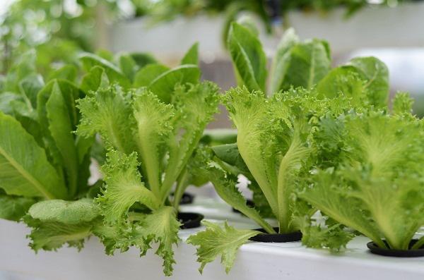 Nhà chật mà vẫn muốn ăn rau sạch, học ngay cách trồng rau thủy canh vừa sạch vừa nhàn