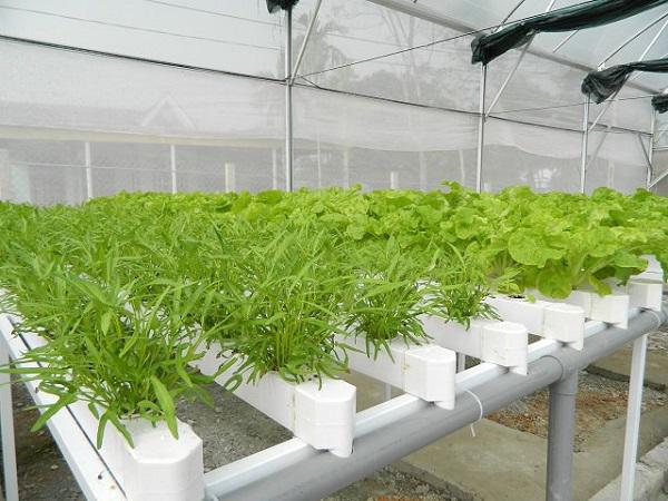 Nhà chật mà vẫn muốn ăn rau sạch, học ngay cách trồng rau thủy canh vừa sạch vừa nhàn