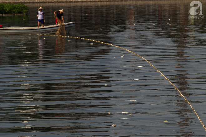 Hà Nội: Cá lại chết nổi trắng mặt hồ Hoàng Cầu