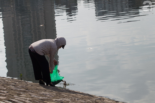 Hà Nội: Cá lại chết nổi trắng mặt hồ Hoàng Cầu