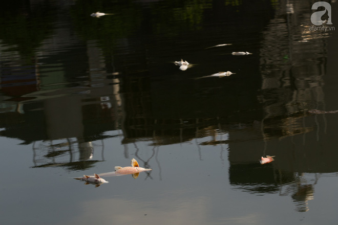 Hà Nội: Cá lại chết nổi trắng mặt hồ Hoàng Cầu