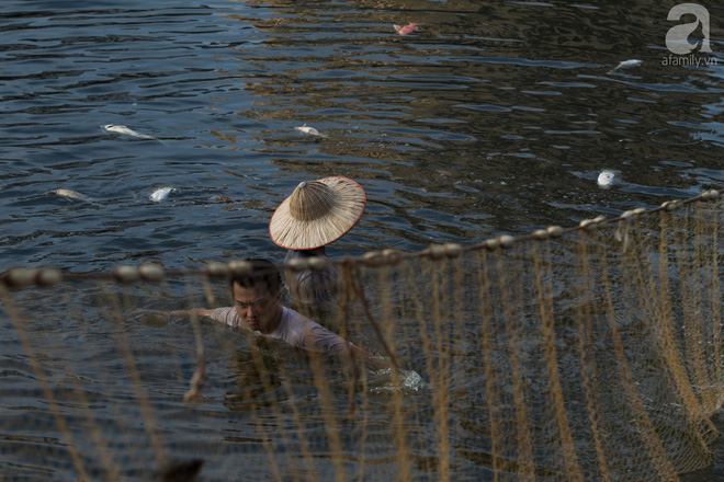 Hà Nội: Cá lại chết nổi trắng mặt hồ Hoàng Cầu