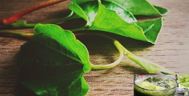 Bạn có thể tận dụng rau diếp cá để nhanh chóng có được những bài thuốc chữa bệnh