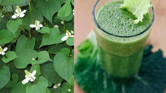 Bạn có thể tận dụng rau diếp cá để nhanh chóng có được những bài thuốc chữa bệnh