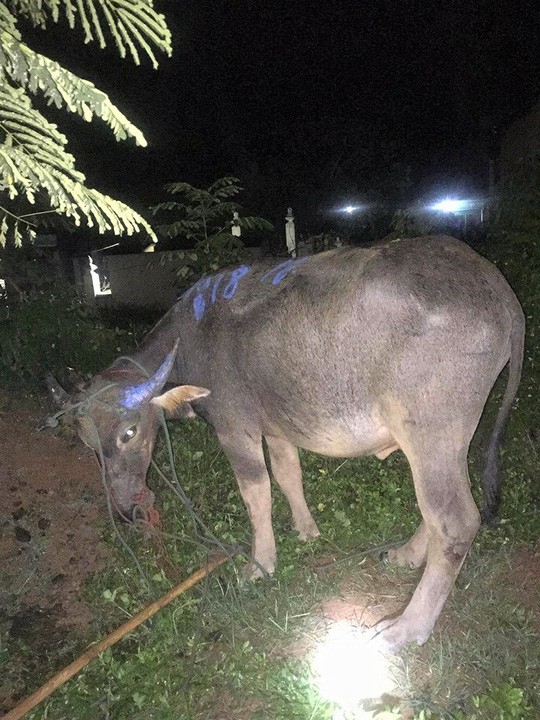 Cả làng vây bắt trâu điên húc người nhập viện