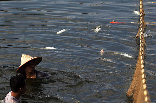 Cá chết hàng loạt ở hồ Hoàng Cầu do thời tiết thất thường