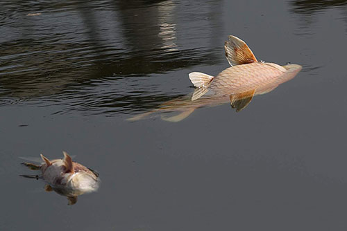 Cá chết hàng loạt ở hồ Hoàng Cầu do thời tiết thất thường