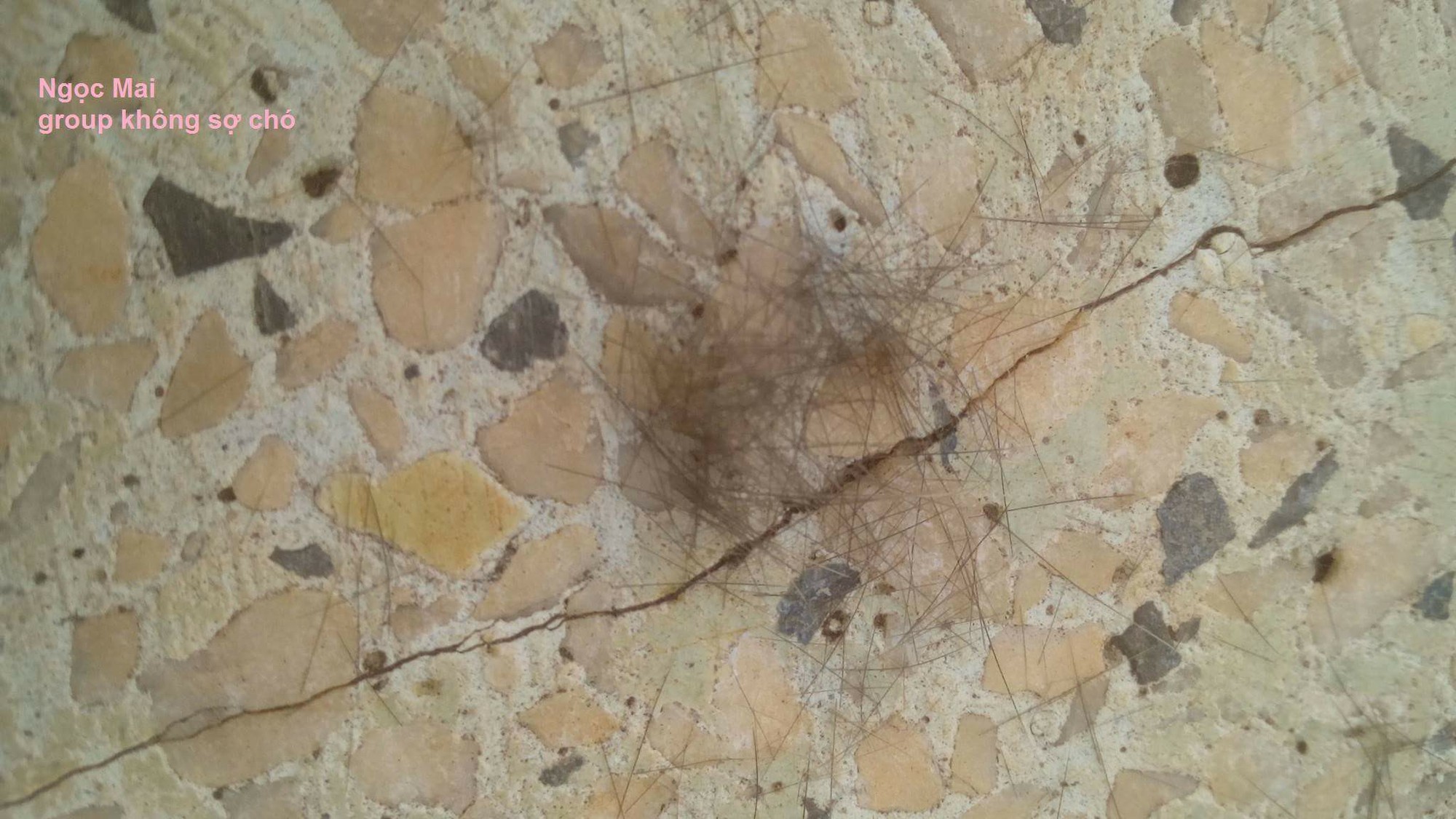 Chuyện thật như đùa: Thiếu nữ vừa rảnh vừa dũng cảm, ngồi nhổ trụi lông 1 con sâu róm vì làm nàng ngứa mắt