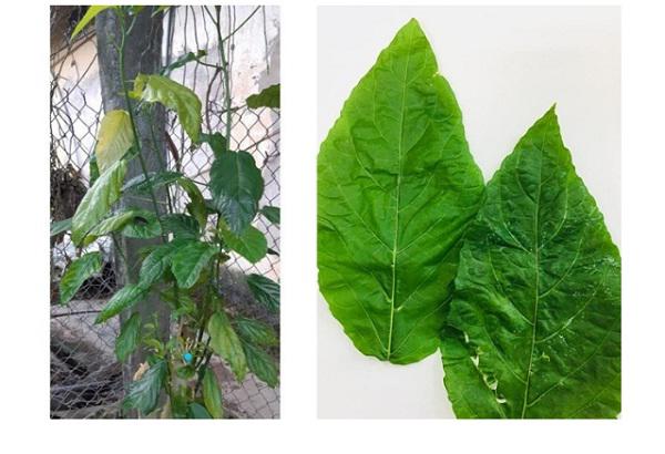 Mẹ dùng lá cây nấu cháo chữa táo bón, con 1 tuổi đi tiểu ra máu, nhập viện cấp cứu